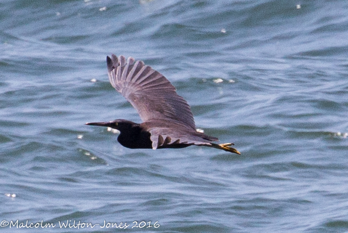 Pacific Reef Egret