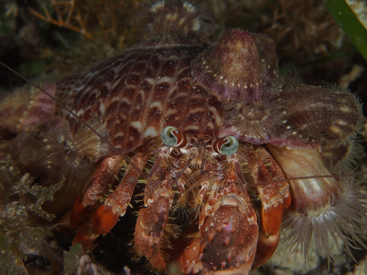 Anemone Hermit Crab