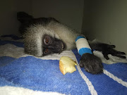 One of the poisoned vervet monkeys that was rescued by members of Monkey Helpline. 