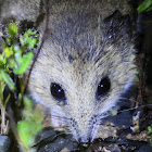 Fat-tailed Dunnart