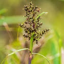 Wild Grains