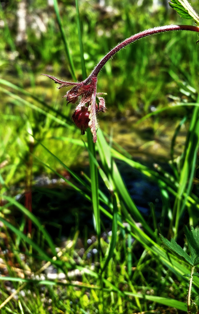 Water Avens