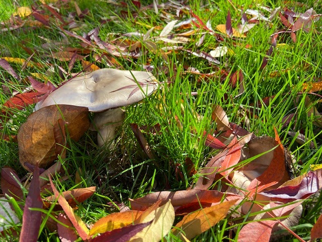 Agaricus mushroom