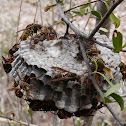 Common Paper Wasp (and nest)