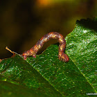 Geometrid Larva