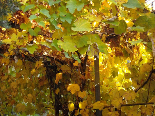 Autunno: giallo d'autore di simonadoni