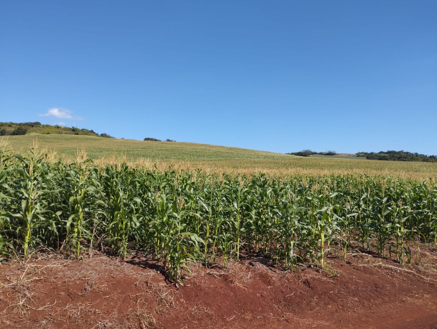 Sítios à venda Bairro Rural