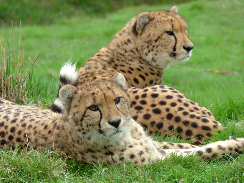 Guépards, zoo de la Boissière du Doré - Tous droits réservés (c)Hélène Simon