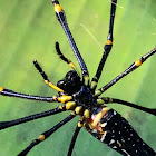 Giant golden orb-weaver