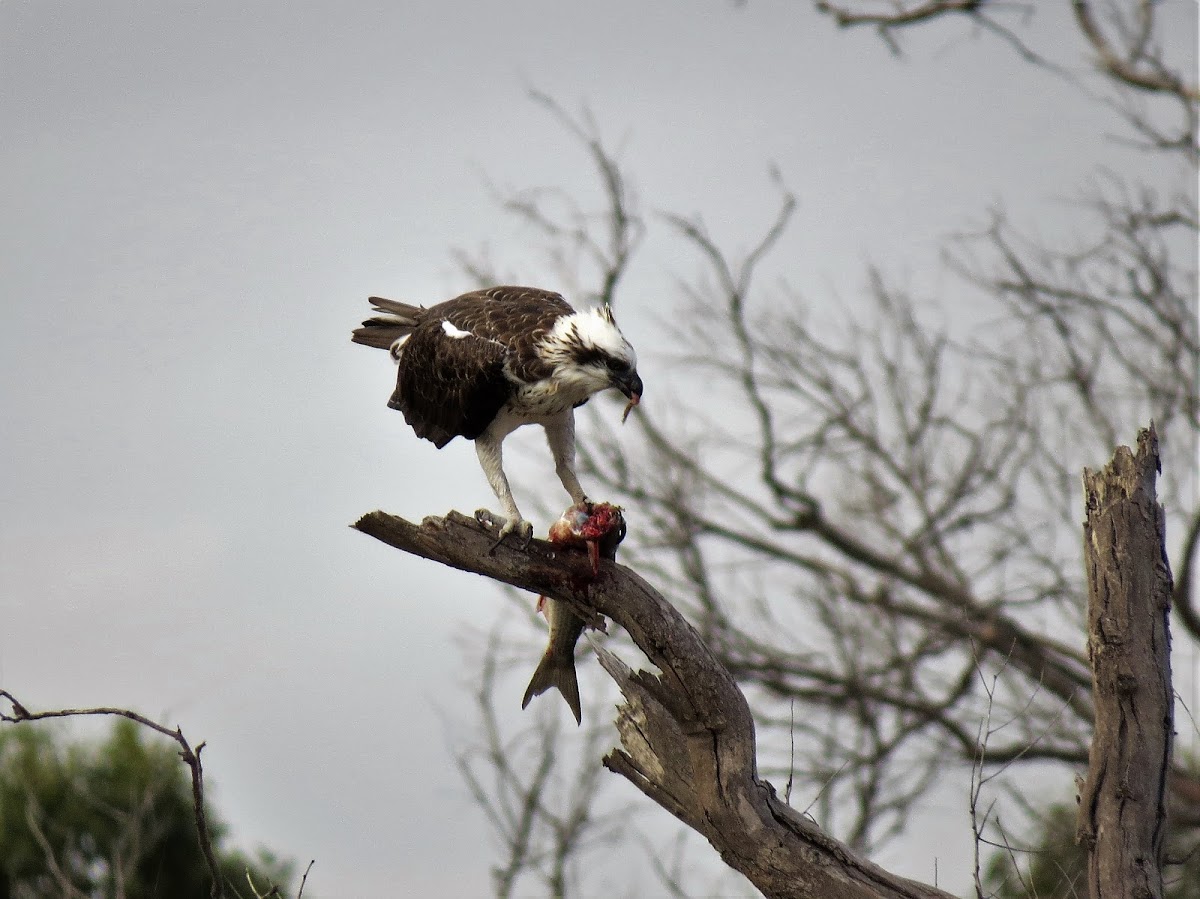 Eastern Osprey