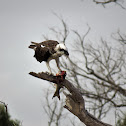 Eastern Osprey