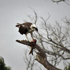 Eastern Osprey