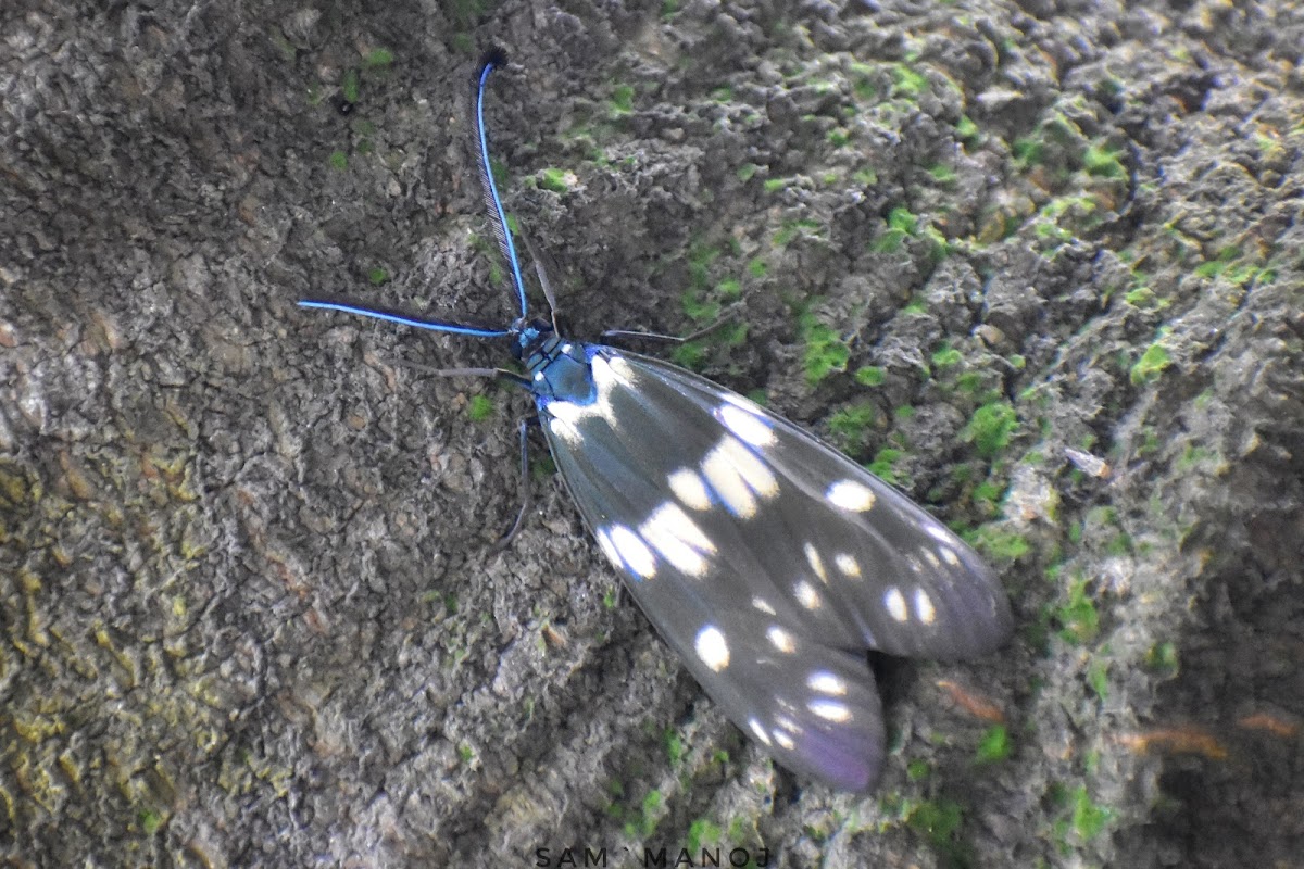 Chalcosiine Day-flying Moth