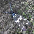 Chalcosiine Day-flying Moth