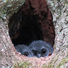 Tawny Owl