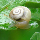 Snail