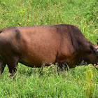 Cow (Cattle)