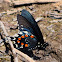 Pipevine Swallowtail