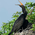 Double-crested Cormorant