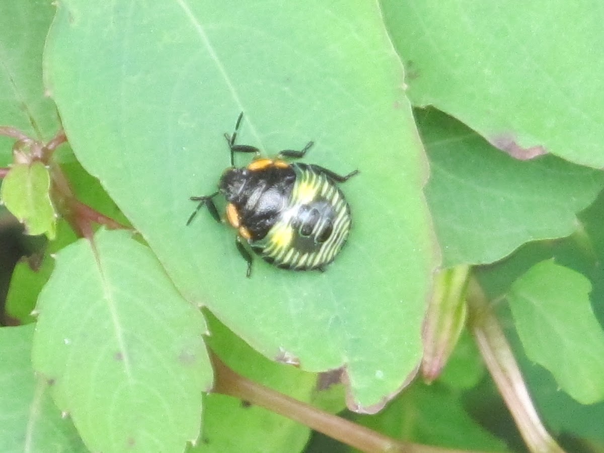 Green Stink Bug nymph