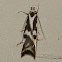 Oecophorid Moth