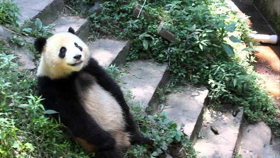 Laughing Panda Live Wallpaper Screenshots 2