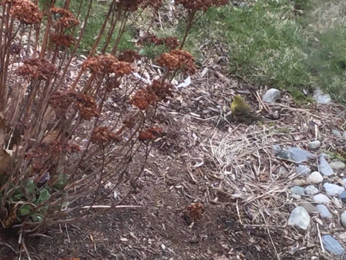 American goldfinch