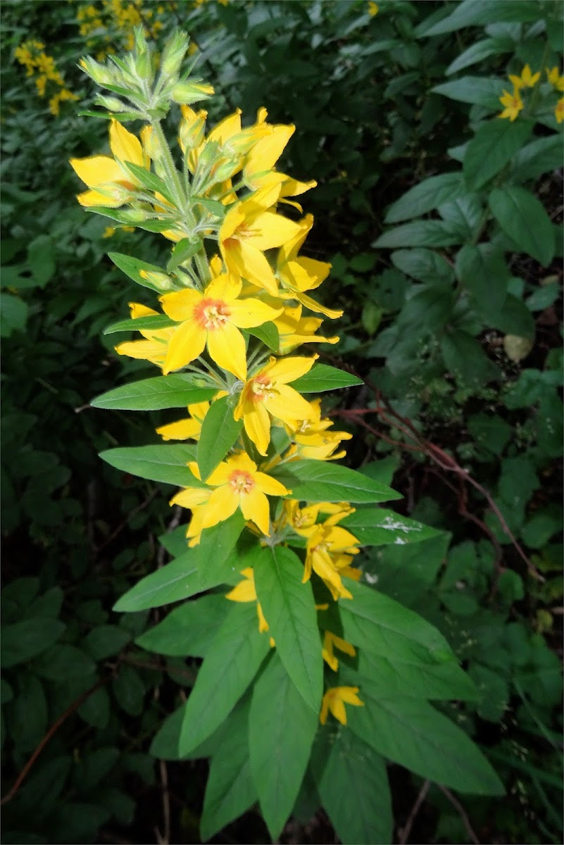 Dotted Loosestrife