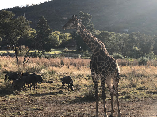 New & Improved Lions Park South Africa 2018