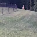 White-tailed deer