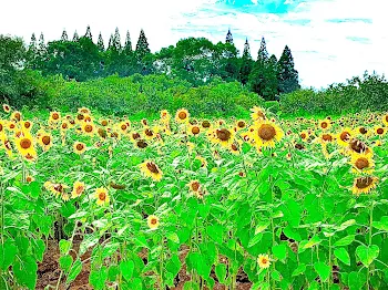 コミュ障な🌟と陽キャな🎈