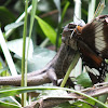 Maned Forest Lizard