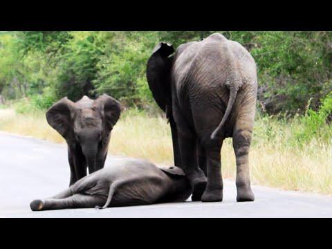 Herd of Elephants Helps an Elephant Calf After Collapsing in the Road - YouTube