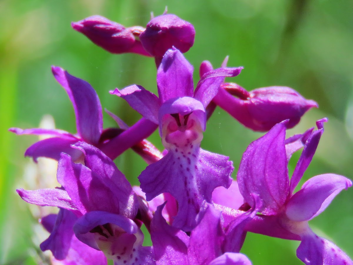 Early-purple Orchid