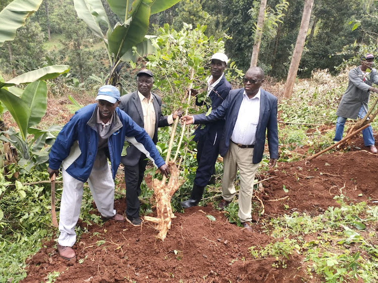 Farmers uproot coffee bushes in a farm in Kamacharia, Mathioya sub county, Murang'a county on Wednesday