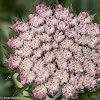 Pink flower umbels