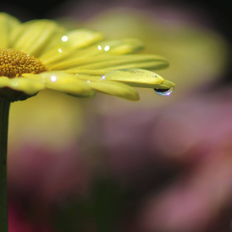 Pioggia primaverile  di FedeVanni 