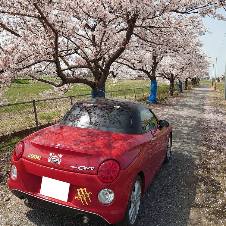 コペンの桜とコラボ・桜と愛車・埼玉県・コペンセロに関するカスタム事例の投稿画像2枚目