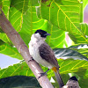 Sooty-headed Bulbul