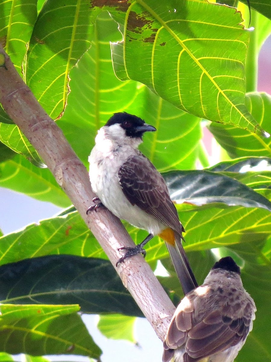 Sooty-headed Bulbul