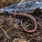 Red salamander