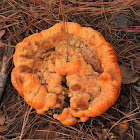 Pine dye polypore