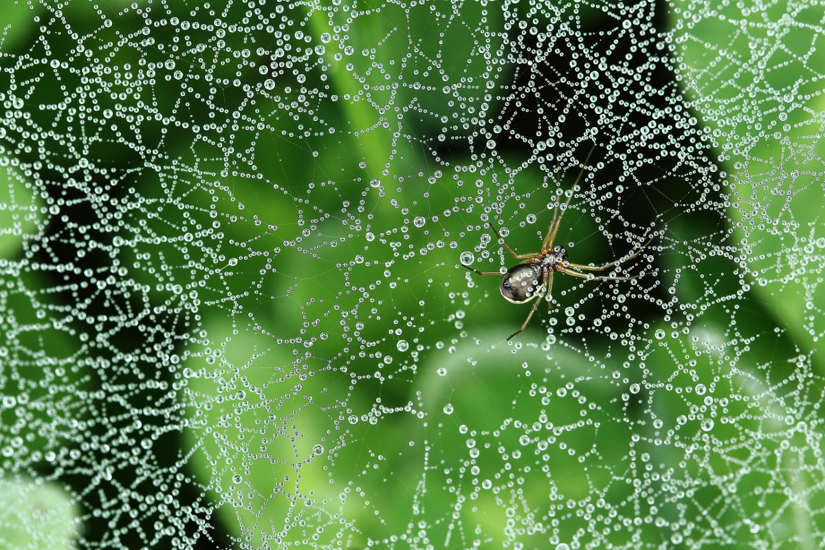 Una mattina di primavera di RivAle '67