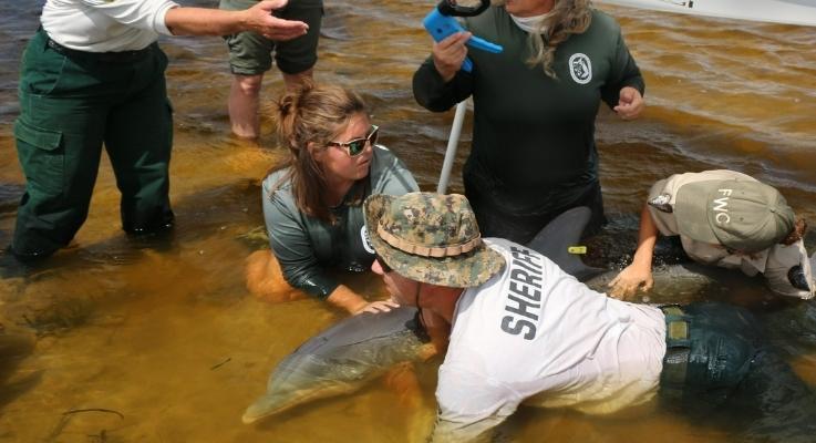 Rescuing a Dolphin