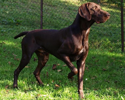 免費下載個人化APP|German Shorthaired Pointer app開箱文|APP開箱王