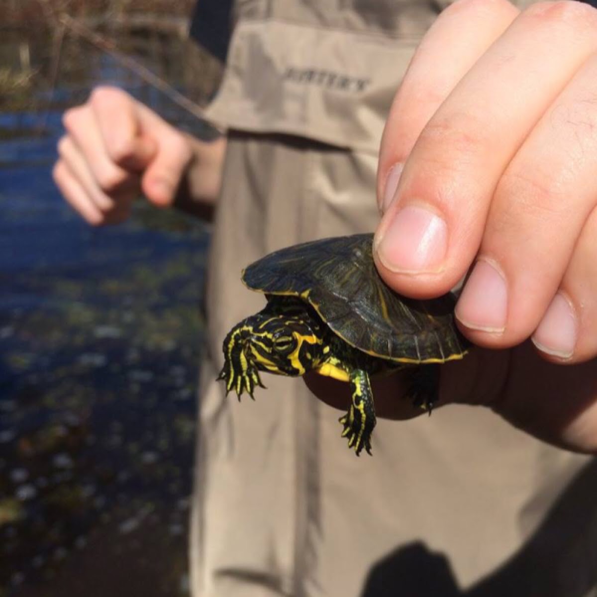 Yellow bellied slider