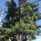 White Pine