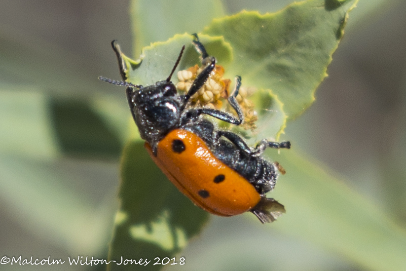 6-spot Leaf Beetle