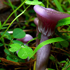 Lilac Blewit