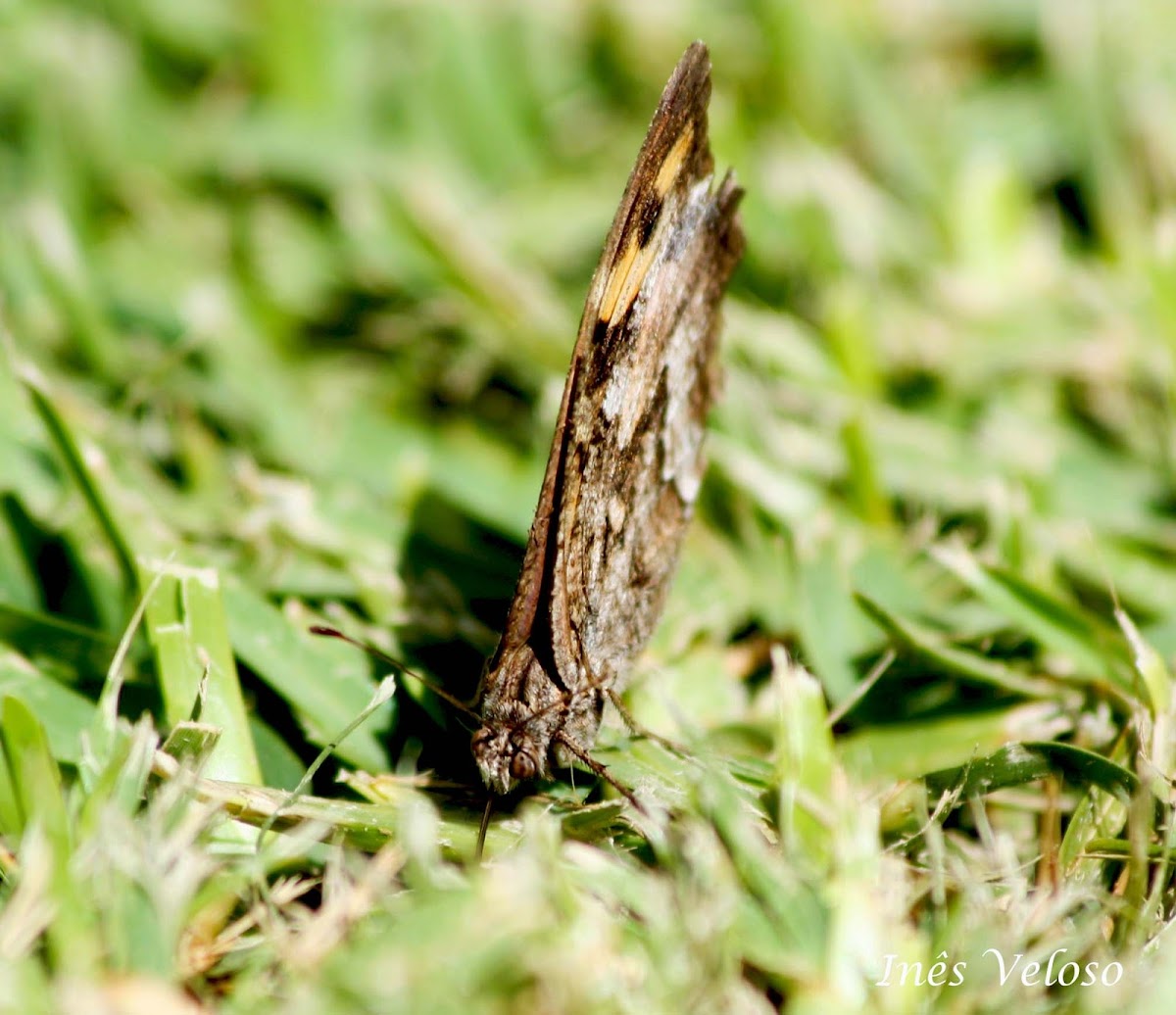 Meadow Brown